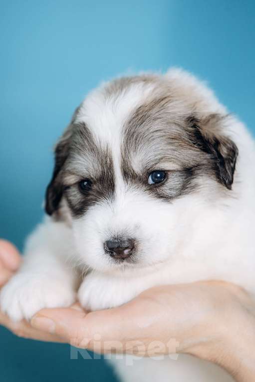 Собаки в Тюмени: Щенки. Пиренейская Горная Собака Разнополые, Бесплатно - фото 3