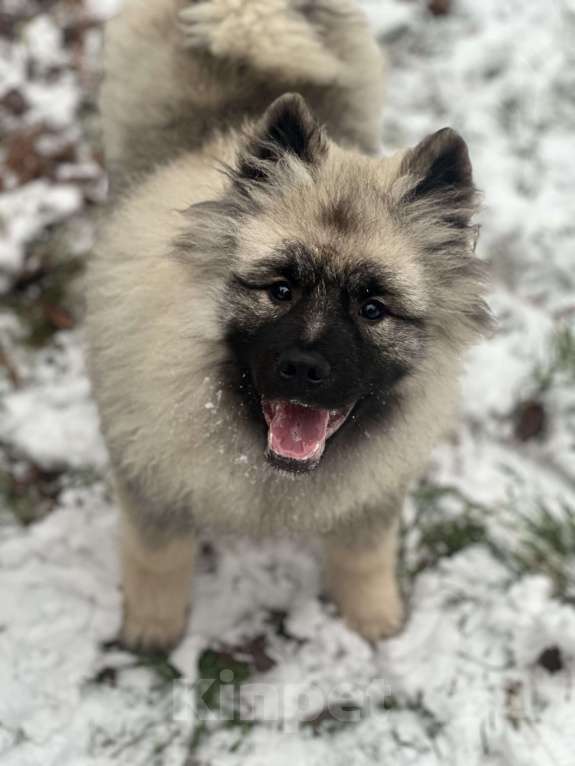 Собаки в Москве: Джоув Божественный Из Воронцовского Дворца  Мальчик, 50 000 руб. - фото 5