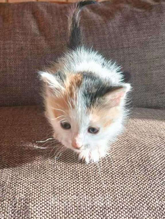 Кошки в Москве: Ищем добрые руки для очаровательных котят Мальчик, 10 руб. - фото 2