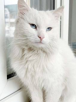 Дунай ищет дом