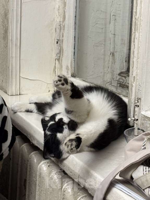 Кошки в Москве: Котик ищет семью Мальчик, Бесплатно - фото 5