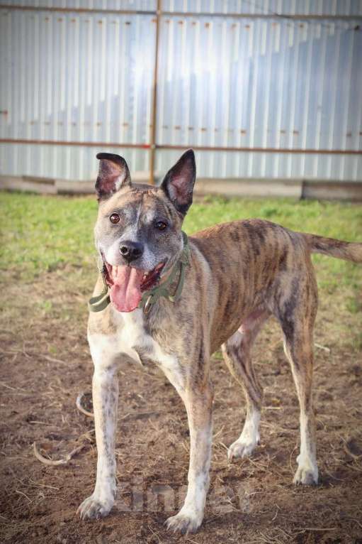 Собаки в Люберцах: Очень нужен дом нежному Баксу Мальчик, Бесплатно - фото 2