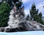 Кошки в Москве: Котёнок мейн-кун мальчик Veyron Lexy — глаза цвета неба и шерсть, в которую хочется зарыться Мальчик, 135 000 руб. - фото 8