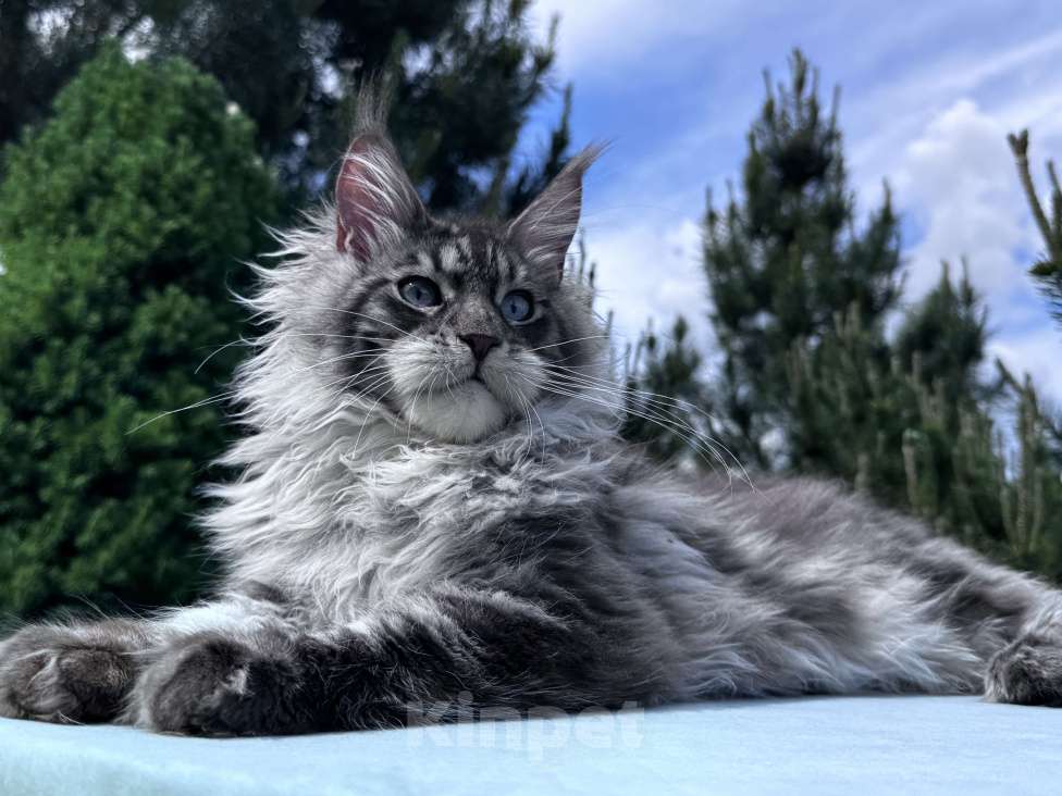 Кошки в Москве: Котёнок мейн-кун мальчик Veyron Lexy — глаза цвета неба и шерсть, в которую хочется зарыться Мальчик, 135 000 руб. - фото 8