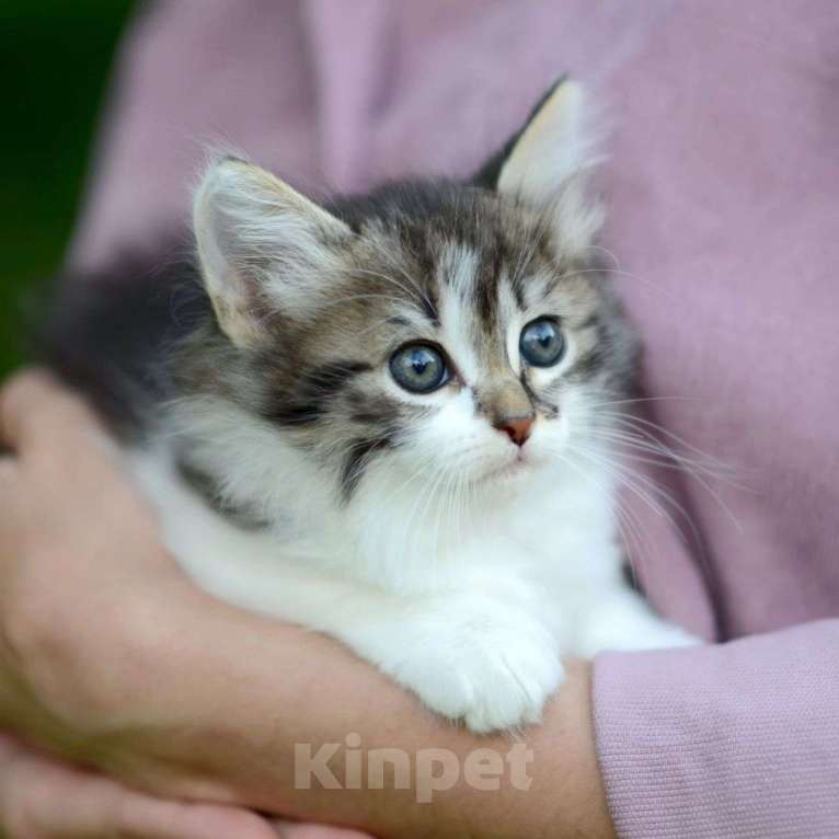 Кошки в Москве: Кошечку-подростка выкинули на стоянку Девочка, Бесплатно - фото 5