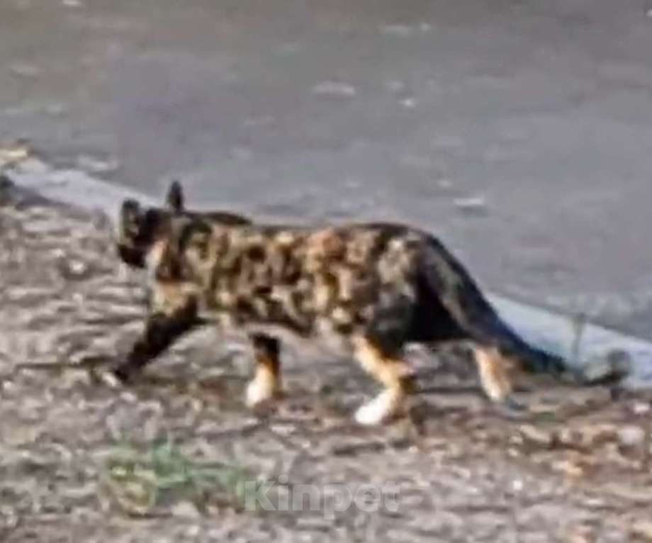 Кошки в Москве: Трёхцветная кошка Девочка, Бесплатно - фото 4