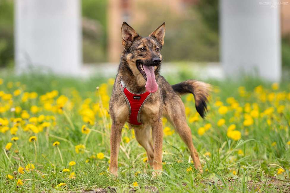 Собаки в Москве: Тесса - маленький комочек трепетной любви Девочка, Бесплатно - фото 5
