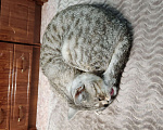Кошки в Новосибирске: Отдам кошку бесплатно Девочка, Бесплатно - фото 1