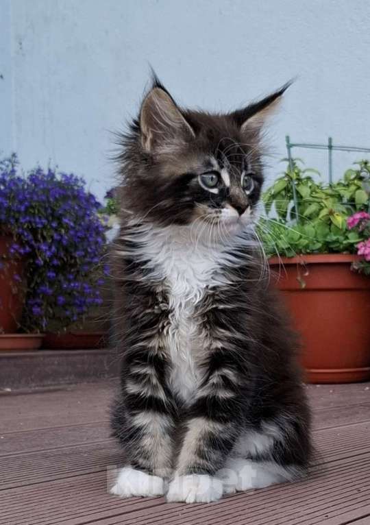 Кошки в Санкт-Петербурге: Мальчик мейн кун Мальчик, Бесплатно - фото 2