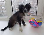 Собаки в Москве: Китайская хохлатая собака Мальчик, 35 000 руб. - фото 6