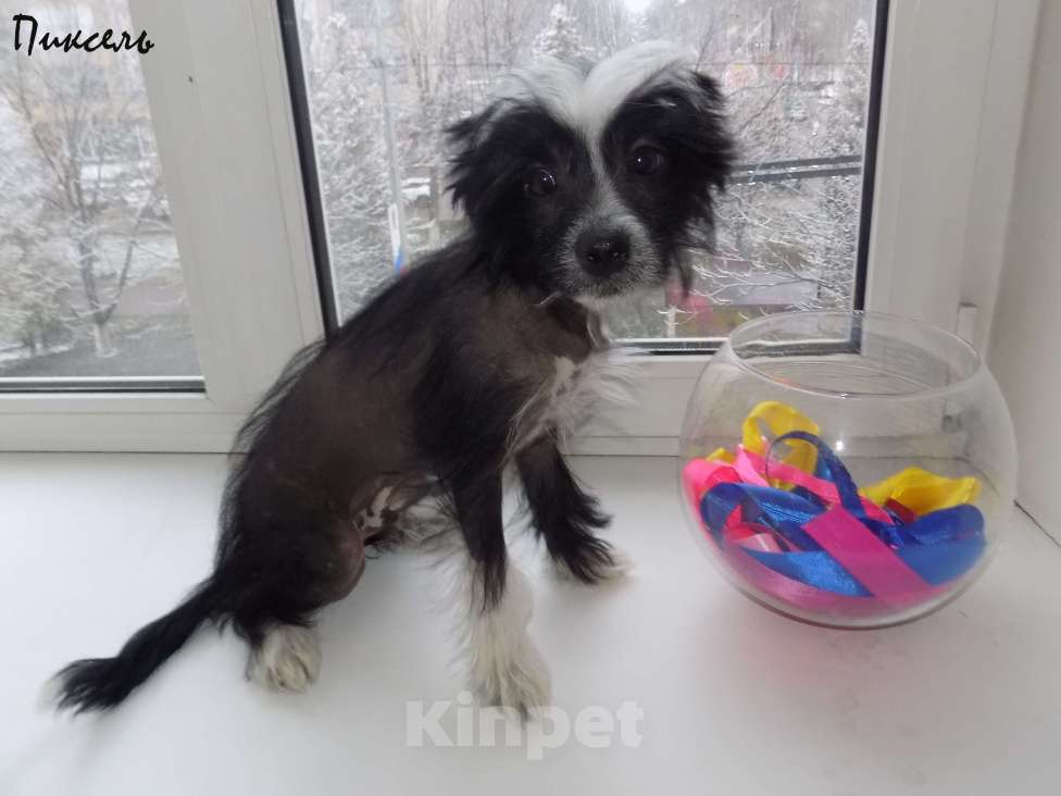 Собаки в Москве: Китайская хохлатая собака Мальчик, 35 000 руб. - фото 6