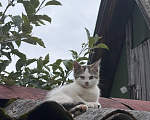 Кошки в Приозерске: Котята в добрые руки Мальчик, Бесплатно - фото 1
