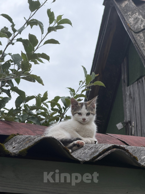 Кошки в Приозерске: Котята в добрые руки Мальчик, Бесплатно - фото 1