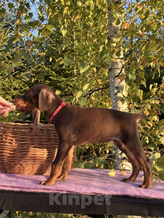 Собаки в Санкт-Петербурге: Щенок добермана  Девочка, 35 000 руб. - фото 3