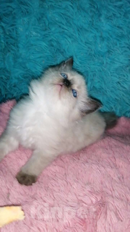 Кошки в Москве: Шотландские котята хайленд Мальчик, 10 000 руб. - фото 7