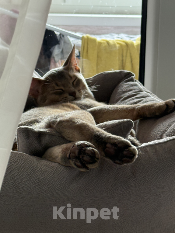 Кошки в Москве: Абиссинский кот вязка Мальчик, 6 000 руб. - фото 4