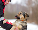 Собаки в других городах Московской области: Ищет дом жизнерадостная Нева Девочка, Бесплатно - фото 4