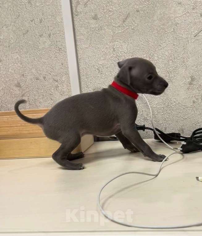 Собаки в Великом Новгороде: щенок левретки Мальчик, 90 000 руб. - фото 8