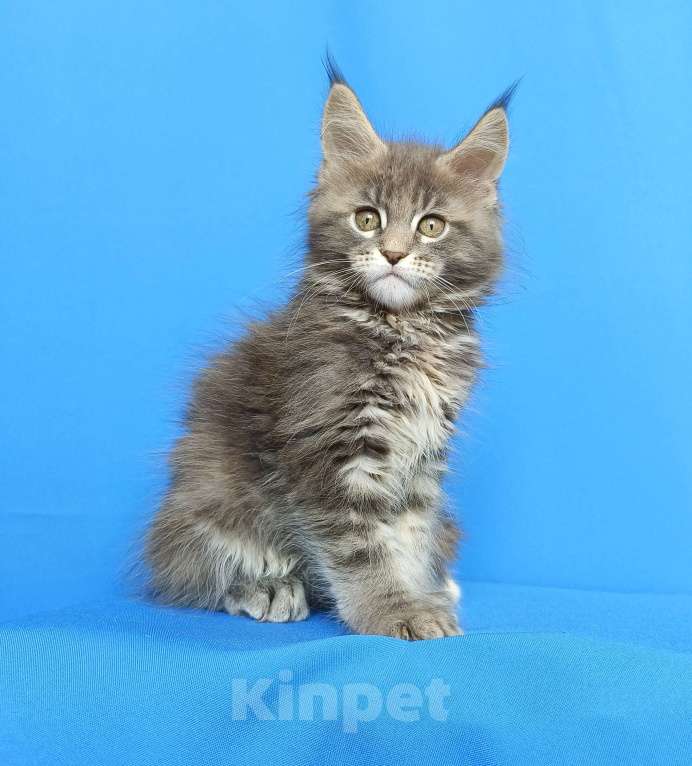 Кошки в Москве: Котёнок Мейн-кун Девочка Девочка, 55 000 руб. - фото 6