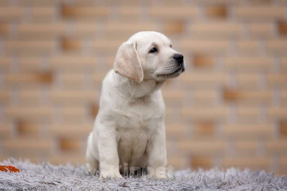 Собаки в других городах Московской области: Палевые щенки Лабрадора от Чемпиона Мира Девочка, 80 000 руб. - фото 8