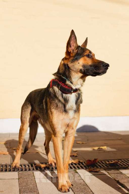 Собаки в Москве: Немецкая овчарка Зевс в добрые руки Мальчик, 1 руб. - фото 4