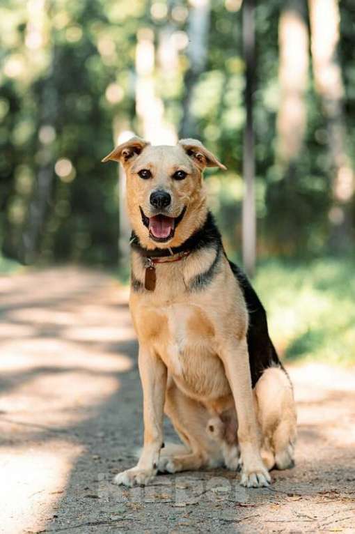Собаки в Москве: Чудесный пёс Дэнвер в добрые руки. Мальчик, Бесплатно - фото 3
