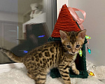 Кошки в других городах Московской области: Бенгальский котенок Мальчик, 18 000 руб. - фото 1