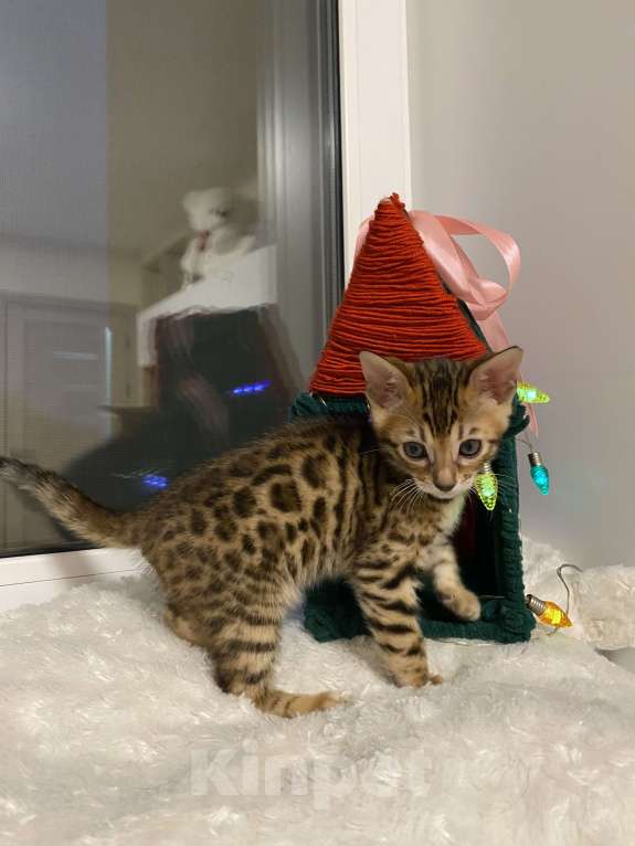 Кошки в других городах Московской области: Бенгальский котенок Мальчик, 18 000 руб. - фото 1