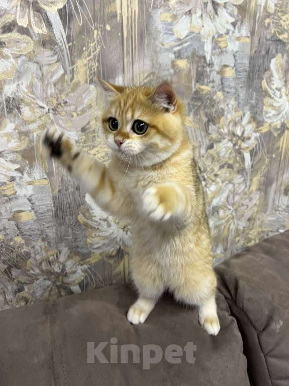 Кошки в Санкт-Петербурге: Британский котенок Мальчик, 45 000 руб. - фото 2