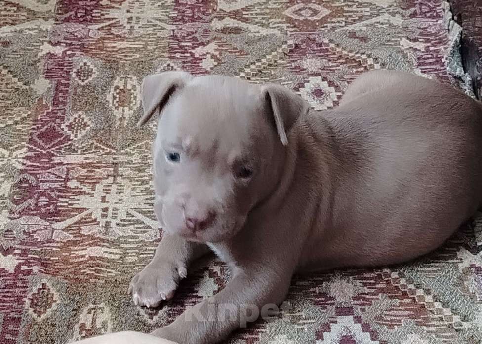 Собаки в Кинели: Американский булли Классик⬆️XL⬇️ Мальчик, Бесплатно - фото 6