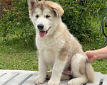 Собаки в Павловске: Щенки Аляскинского маламута Мальчик, 35 000 руб. - фото 4