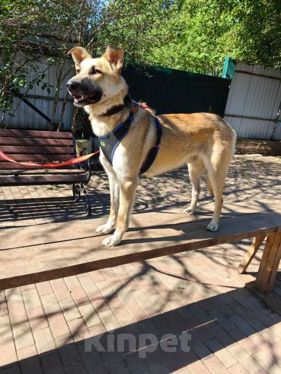 Собаки в Москве: Добрый и ласковый парень Пушок в дар Мальчик, 1 руб. - фото 7