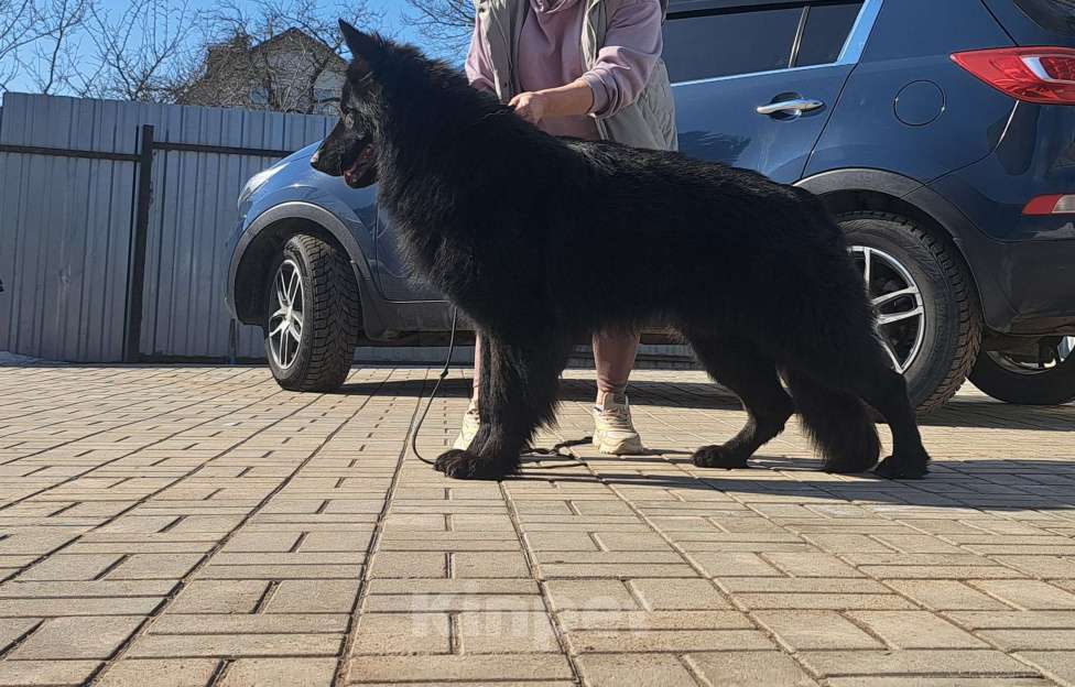 Собаки в Москве: Щенки немецкой овчарки Девочка, 80 000 руб. - фото 5