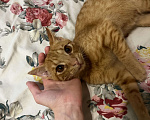 Кошки в Пятигорске: Котенок в добрые руки Мальчик, Бесплатно - фото 2