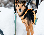 Собаки в Москве: Шабака ищет дом Мальчик, Бесплатно - фото 6