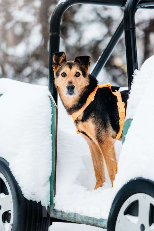 Собаки в Москве: Шабака ищет дом Мальчик, Бесплатно - фото 6