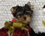 Собаки в Москве: Йоркширский терьер мальчик  Мальчик, 65 000 руб. - фото 8