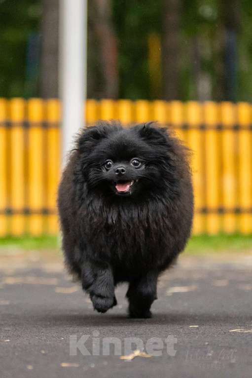 Собаки в Новосибирске: Померанский шпиц Мальчик, 45 000 руб. - фото 1