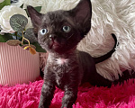 Кошки в Москве: Котенок Девон Рекс девочка черный биколор Девочка, 75 000 руб. - фото 3