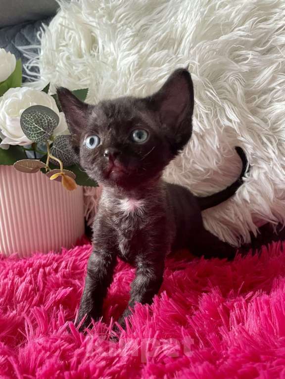 Кошки в Москве: Котенок Девон Рекс девочка черный биколор Девочка, 75 000 руб. - фото 3