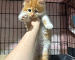 Кошки в Сосновом Бору: Котенок Винни Мальчик, Бесплатно - фото 9