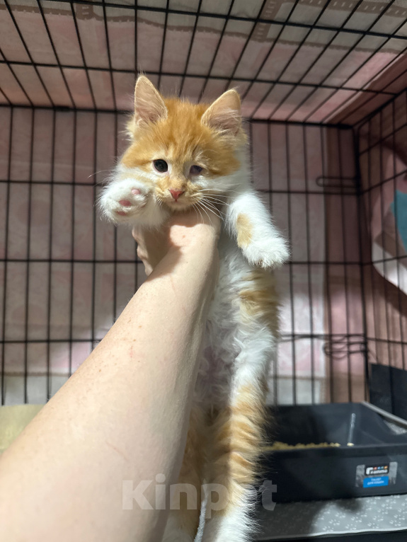 Кошки в Сосновом Бору: Котенок Винни Мальчик, Бесплатно - фото 9