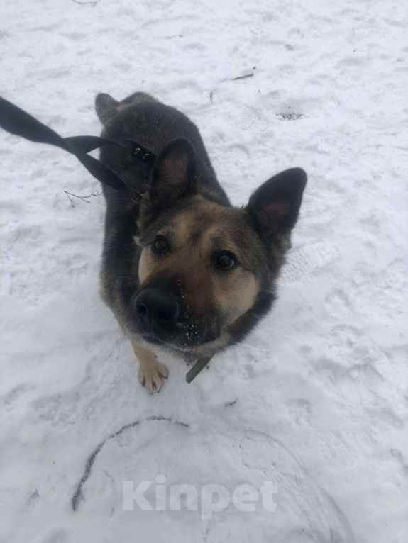 Собаки в Москве: Чудесный Гранд из приюта покорит Вас своим позитивом Мальчик, Бесплатно - фото 4