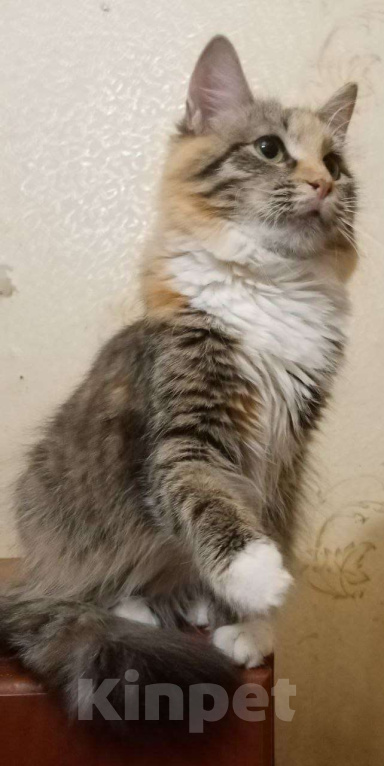 Кошки в Москве: Пушистая кошечка Лисенок ищет дом Девочка, Бесплатно - фото 5