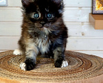 Кошки в Санкт-Петербурге: Мейн-кун котята Мальчик, 40 000 руб. - фото 9