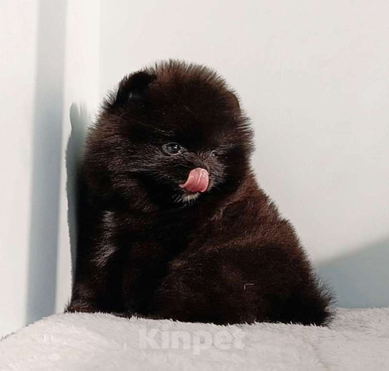 Собаки в Москве: Померанский шпиц черный мини мальчик Мальчик, 23 000 руб. - фото 6