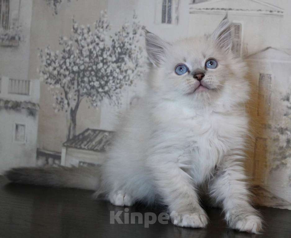 Кошки в Кирове: Шикарный малыш  Мальчик, Бесплатно - фото 2