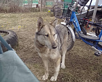 Собаки в Малом Вишере: Лайка ищет хозяина  Девочка, Бесплатно - фото 1