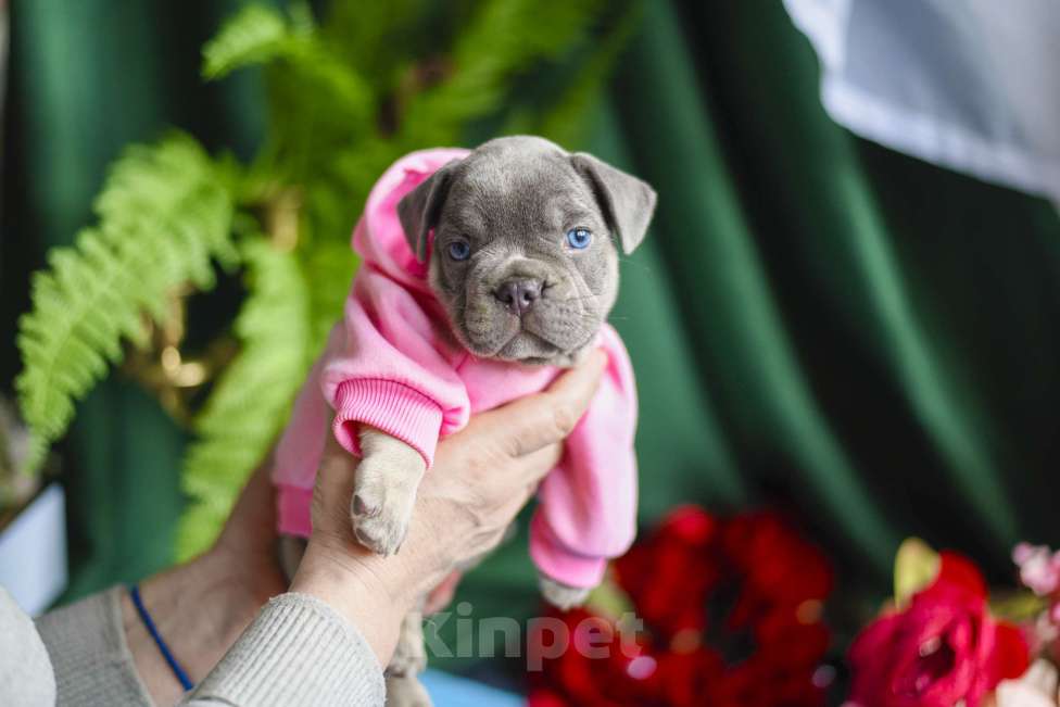Собаки в Москве: мальчик лилово-подпалый французкий бульдог Мальчик, 90 000 руб. - фото 1