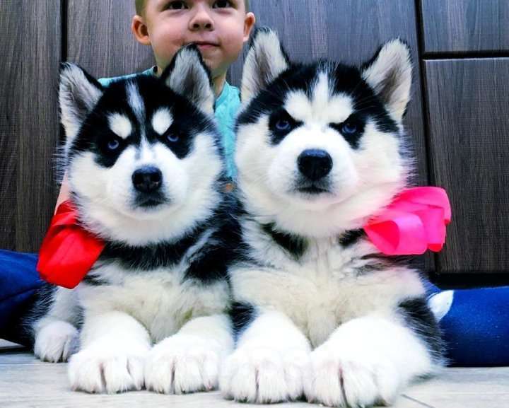 Собаки в Смоленске: Хаски Щенки Разных окрасов Разнополые, Бесплатно - фото 1